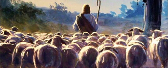 Reflection – The Good Shepherd